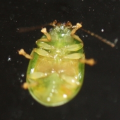 Paropsides calypso at Tathra, NSW - 7 Mar 2022 09:35 PM