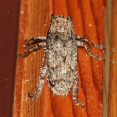 Rhytiphora nodosa (A longhorn or longicorn beetle) at Tathra Public School - 15 Mar 2022 by KerryVance