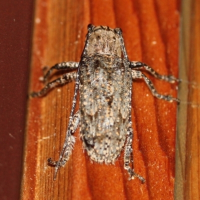 Rhytiphora nodosa (A longhorn or longicorn beetle) at Tathra, NSW - 15 Mar 2022 by KerryVance
