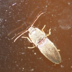 Conoderus sp. (Unidentified Conoderus click beetle) at Tathra Public School - 12 Mar 2022 by KerryVance