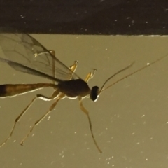 Ichneumonidae (family) (Unidentified ichneumon wasp) at Tathra, NSW - 1 Mar 2022 by KerryVance