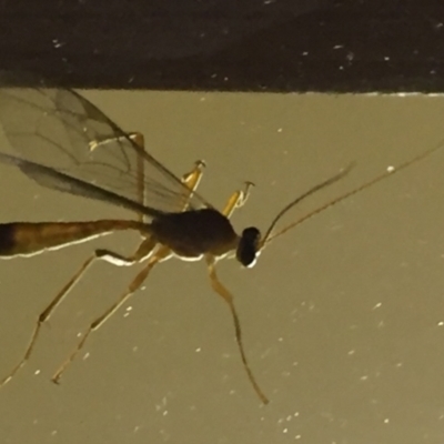 Ichneumonidae (family) (Unidentified ichneumon wasp) at Tathra Public School - 1 Mar 2022 by KerryVance