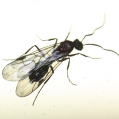 Unidentified Wasp (Hymenoptera, Apocrita) at Tathra, NSW - 11 Mar 2022 by KerryVance