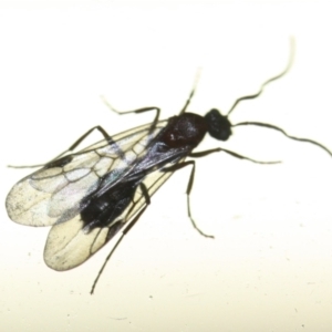 Formicidae (family) at Tathra, NSW - 11 Mar 2022 09:12 PM