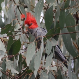 Callocephalon fimbriatum at Yackandandah, VIC - suppressed