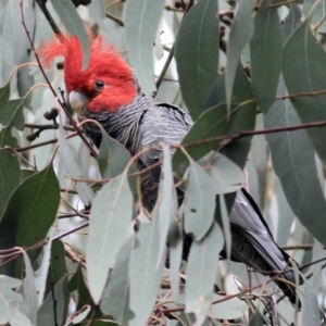 Callocephalon fimbriatum at Yackandandah, VIC - suppressed