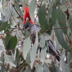 Callocephalon fimbriatum at Yackandandah, VIC - suppressed