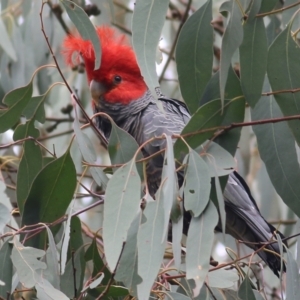 Callocephalon fimbriatum at Yackandandah, VIC - suppressed