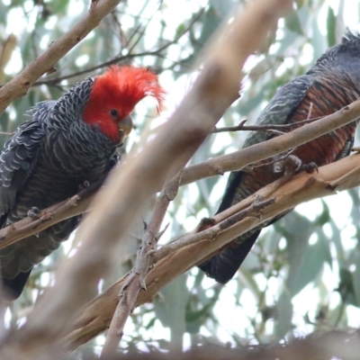 Callocephalon fimbriatum (Gang-gang Cockatoo) at Yackandandah, VIC - 10 Apr 2022 by KylieWaldon