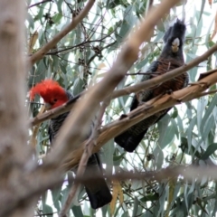 Callocephalon fimbriatum at Yackandandah, VIC - suppressed