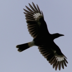 Strepera graculina (Pied Currawong) at Yackandandah, VIC - 11 Apr 2022 by KylieWaldon