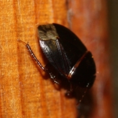 Unidentified Shield, Stink or Jewel Bug (Pentatomoidea) at Tathra, NSW - 18 Mar 2022 by KerryVance