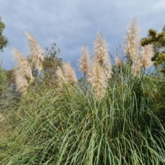 Cortaderia selloana (Pampas Grass) at Jerrabomberra, ACT - 11 Apr 2022 by Mike