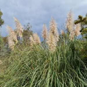 Cortaderia selloana at Jerrabomberra, ACT - 11 Apr 2022 12:46 PM