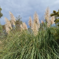Cortaderia selloana (Pampas Grass) at Jerrabomberra, ACT - 11 Apr 2022 by Mike