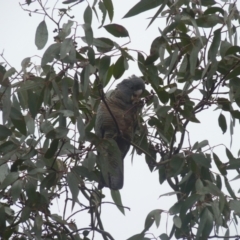 Callocephalon fimbriatum (Gang-gang Cockatoo) at Oakey Hill - 10 Apr 2022 by jedp03