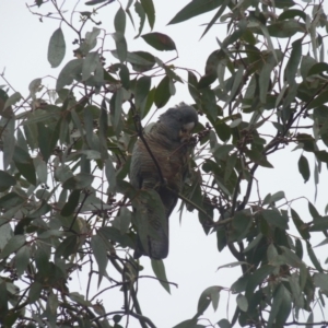 Callocephalon fimbriatum at Lyons, ACT - 11 Apr 2022