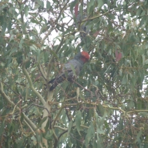 Callocephalon fimbriatum at Lyons, ACT - 11 Apr 2022