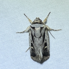 Proteuxoa undescribed species near paragypsa (A Noctuid moth) at Jerrabomberra, NSW - 10 Apr 2022 by Steve_Bok