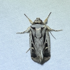 Proteuxoa undescribed species near paragypsa (A Noctuid moth) at Jerrabomberra, NSW - 10 Apr 2022 by SteveBorkowskis