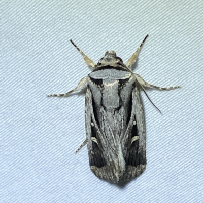 Proteuxoa undescribed species near paragypsa (A Noctuid moth) at Jerrabomberra, NSW - 10 Apr 2022 by SteveBorkowskis