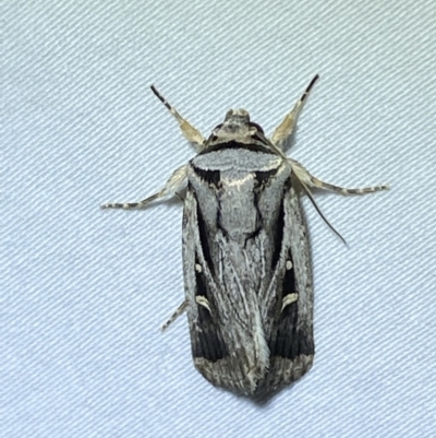 Proteuxoa undescribed species near paragypsa (A Noctuid moth) at Jerrabomberra, NSW - 10 Apr 2022 by Steve_Bok