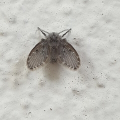 Clogmia albipunctata (Bathroom Moth Fly) at Turner, ACT - 11 Apr 2022 by LD12