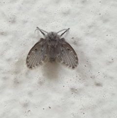 Psychodidae sp. (family) (Moth Fly, Drain Fly) at Turner, ACT - 11 Apr 2022 by LD12