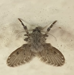 Psychodidae sp. (family) at Turner, ACT - 11 Apr 2022