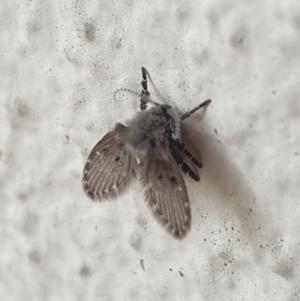 Psychodidae sp. (family) at Turner, ACT - 11 Apr 2022