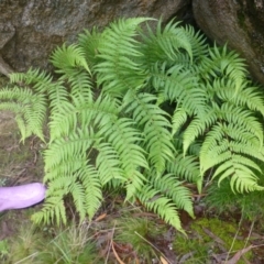 Cyathea australis subsp. australis at Creewah, NSW - 9 Apr 2022