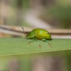 Calomela pallida (Leaf beetle) at Acton, ACT - 11 Apr 2022 by Roger