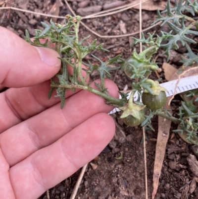 Solanum triflorum (Three-flowered Nightshade) at Mount Majura - 11 Apr 2022 by MattM