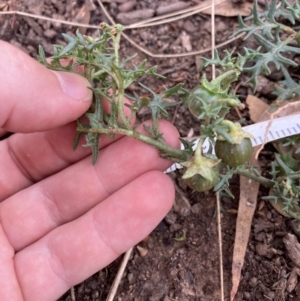 Solanum triflorum at Watson, ACT - 11 Apr 2022