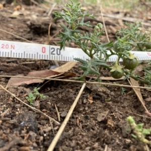 Solanum triflorum at Watson, ACT - 11 Apr 2022