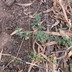 Solanum triflorum at Watson, ACT - 11 Apr 2022 03:19 PM