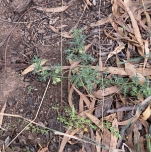 Solanum triflorum at Watson, ACT - 11 Apr 2022 03:19 PM