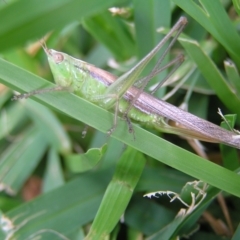 Conocephalus semivittatus (Meadow katydid) at Kambah, ACT - 10 Apr 2022 by MatthewFrawley