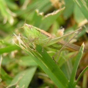 Conocephalus semivittatus at Kambah, ACT - 10 Apr 2022