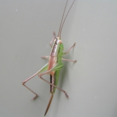 Conocephalus semivittatus at Kambah, ACT - 10 Apr 2022 10:44 AM