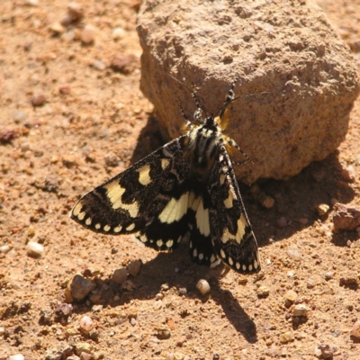 Apina callisto (Pasture Day Moth) at Mount Taylor - 10 Apr 2022 by MatthewFrawley