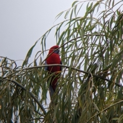 Platycercus elegans (Crimson Rosella) at Tallandoon, VIC - 11 Apr 2022 by Darcy