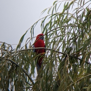 Platycercus elegans at Tallandoon, VIC - suppressed