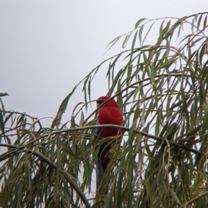 Platycercus elegans at Tallandoon, VIC - suppressed