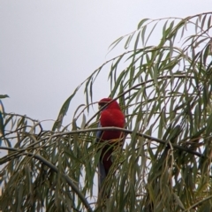 Platycercus elegans at Tallandoon, VIC - 11 Apr 2022