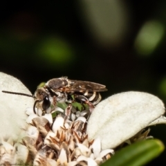 Lipotriches sp. (genus) (Halictid bee) at Acton, ACT - 11 Apr 2022 by Roger