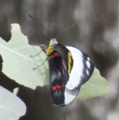 Delias nigrina (Black Jezebel) at Pialligo, ACT - 27 Mar 2022 by RomanSoroka