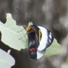 Delias nigrina (Black Jezebel) at Campbell Park Woodland - 27 Mar 2022 by Roman