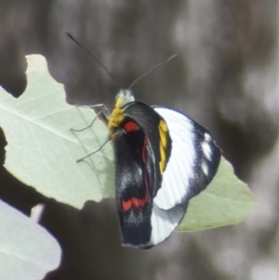 Delias nigrina (Black Jezebel) at Campbell Park Woodland - 27 Mar 2022 by Roman