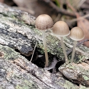 Mycena sp. at Stromlo, ACT - 11 Apr 2022 03:06 PM